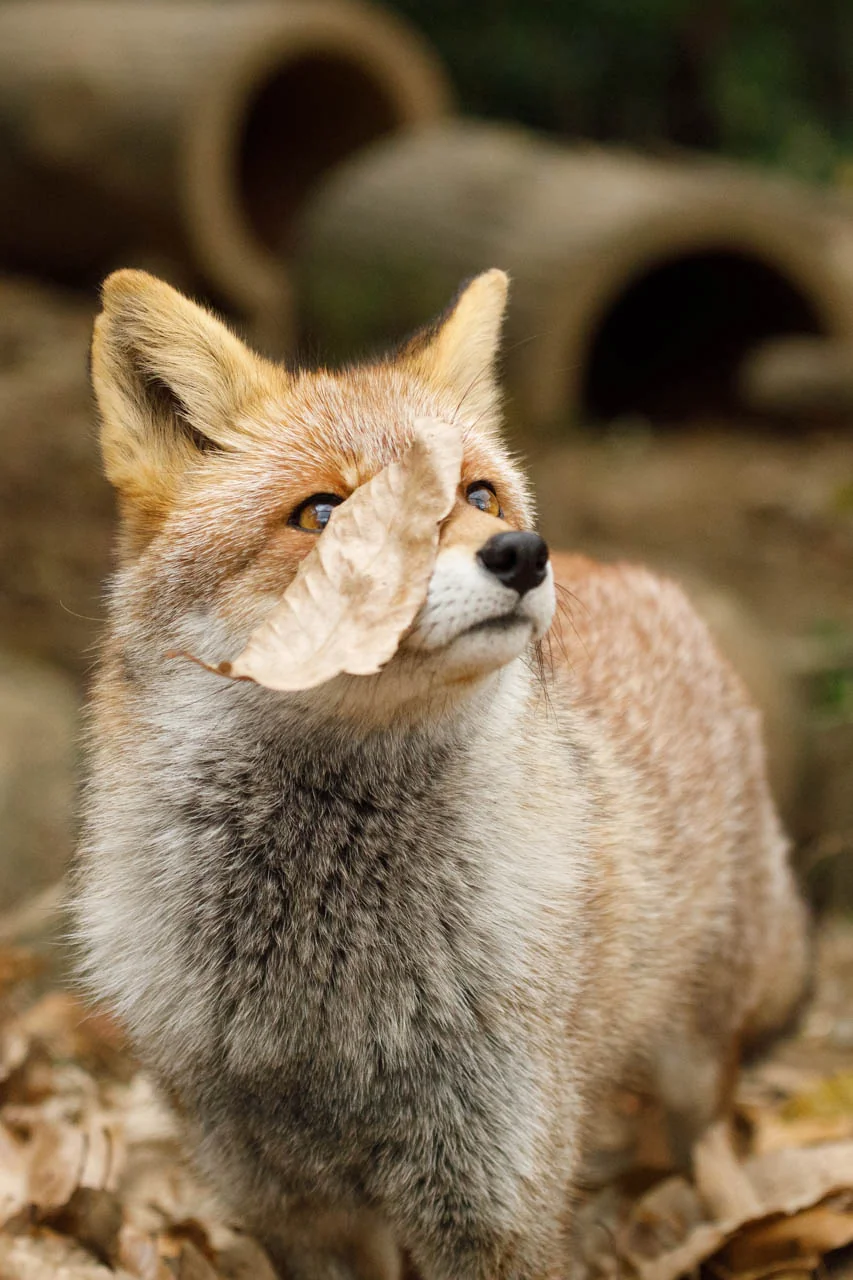 Fox